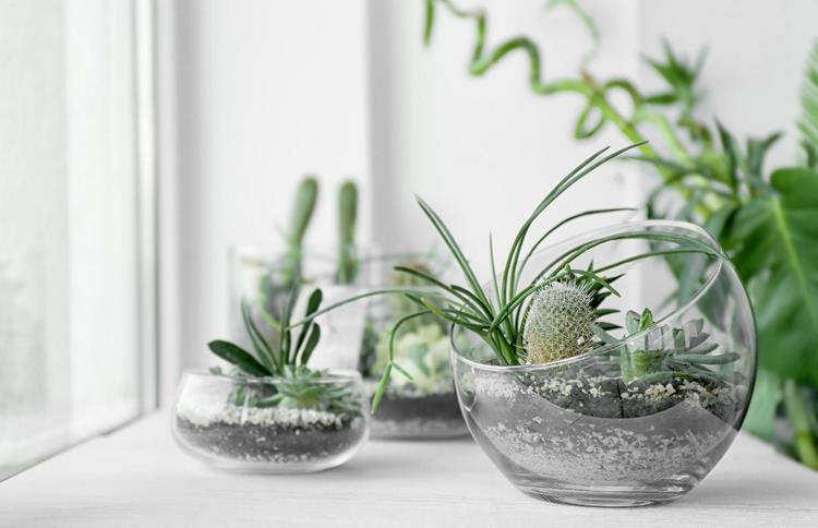 houseplants cacti and succulents in glass containers on windowsill