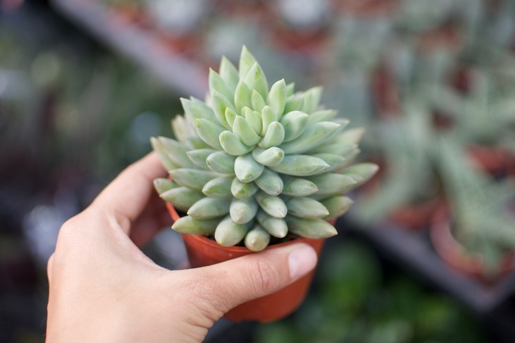 how to care for succulents tips and ideas