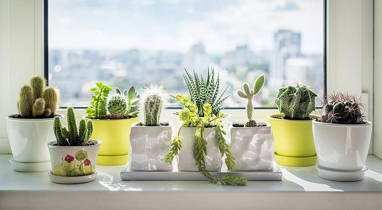 mini garden ideas windowsill decoration ideas succulents in flower pots