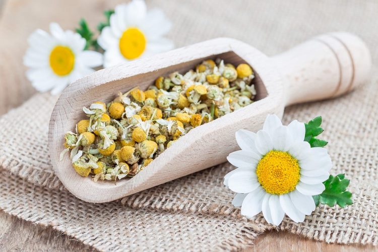 Chamomile is a gentle healing herb