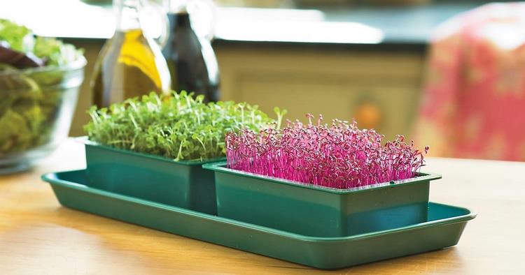 Growing microgreens is an easy task