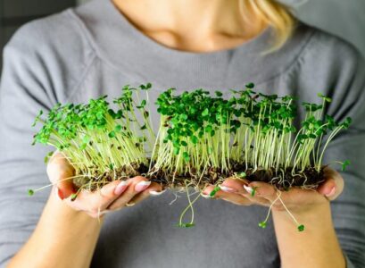 How-to-grow-microgreens-at-home-a-small-garden-in-your-own-kitchen