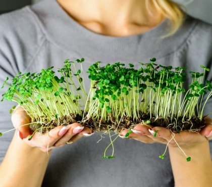 How-to-grow-microgreens-at-home-a-small-garden-in-your-own-kitchen