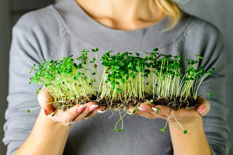How to grow microgreens at home a small garden in your own kitchen