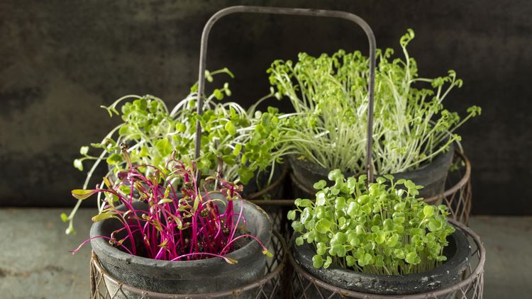 How to grow microgreens at home cress beet radish and rocket
