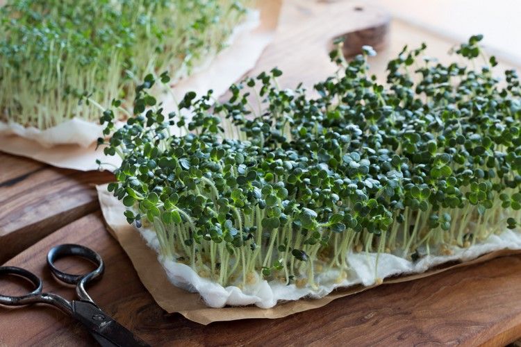 Microgreens are very beneficial for the body