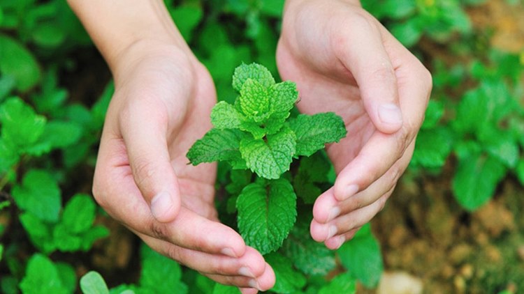 Mint has antibacterial properties and characteristic scent