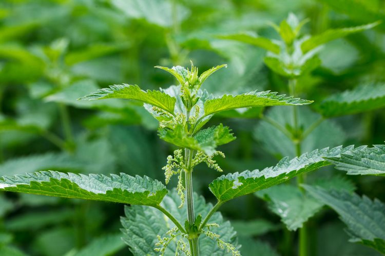 Nettle is rich in vitamins and minerals