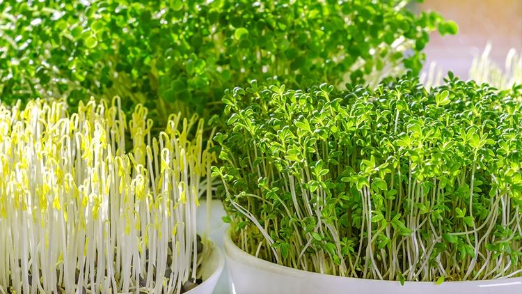Which microgreens can you grow