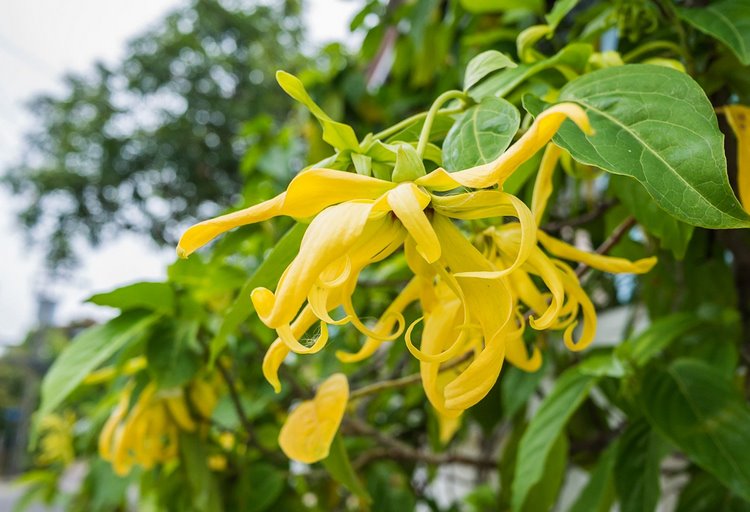 Ylang ylang benefits for beauty