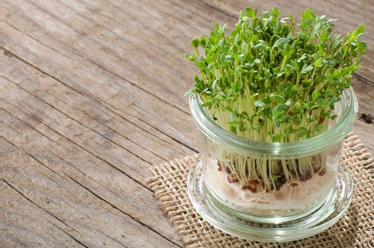 how to grow microgreens indoor mini garden ideas