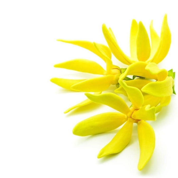 how to use ylang ylang essential oil