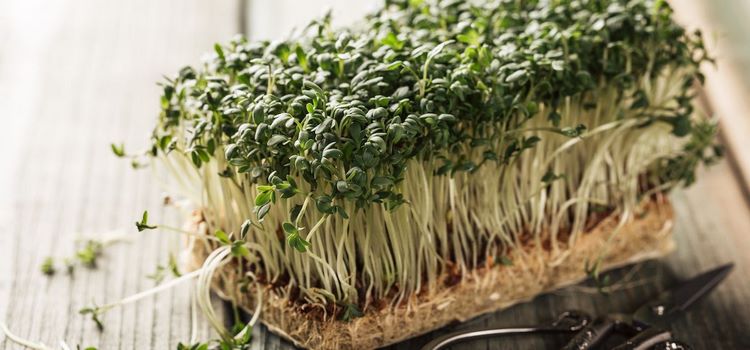 indoor mini garden microgreens benefits