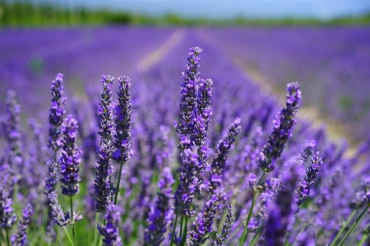 lavender has soothing properties