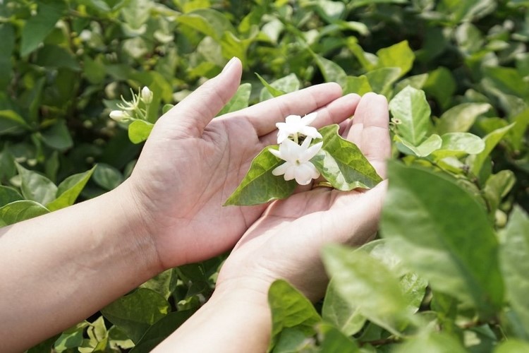 Composition and beneficial properties of jasmine