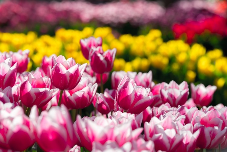 Dutch tulip varieties spring garden ideas