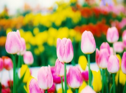 How-to-grow-tulips-fantastic-spring-flowers-in-your-garden