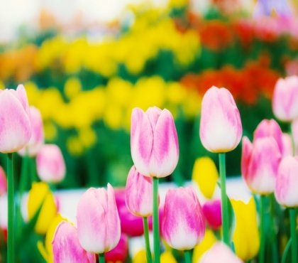 How-to-grow-tulips-fantastic-spring-flowers-in-your-garden