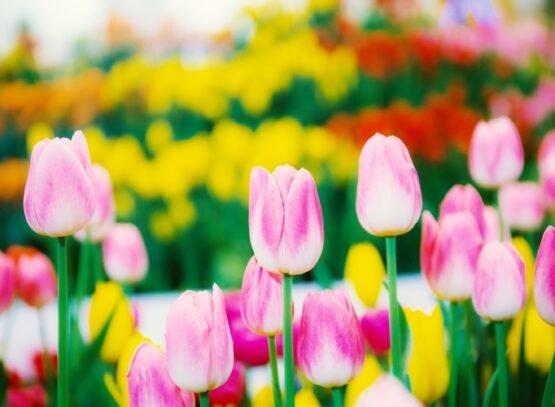 How-to-grow-tulips-fantastic-spring-flowers-in-your-garden