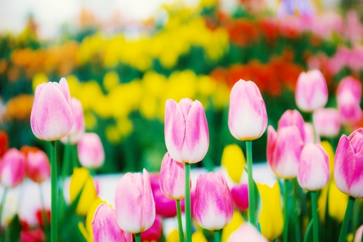 How to grow tulips spring flowers ideas for your garden