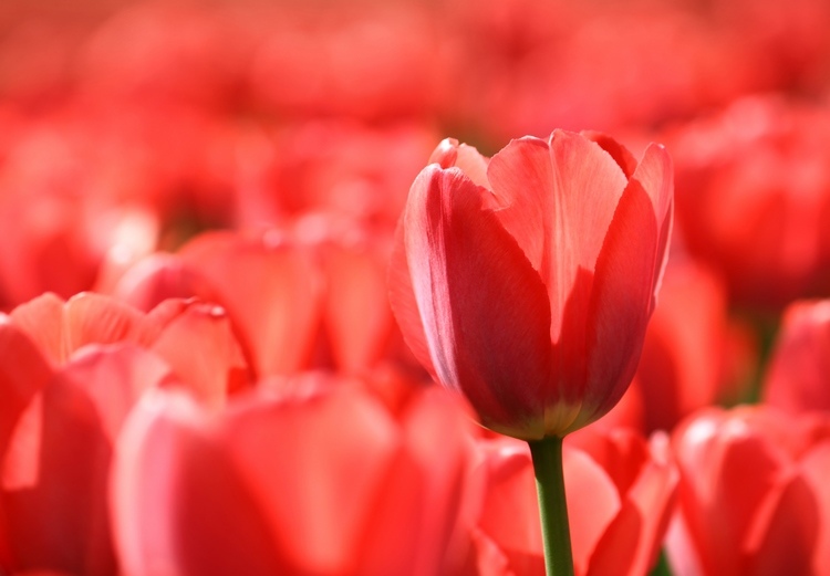 beautiful red tulips spring garden flowers