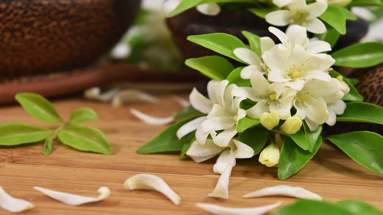 what are the benefits of jasmine essential oil mask recipes aromatherapy