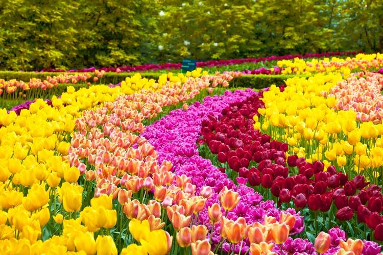 when and where to plant your tulip bulbs