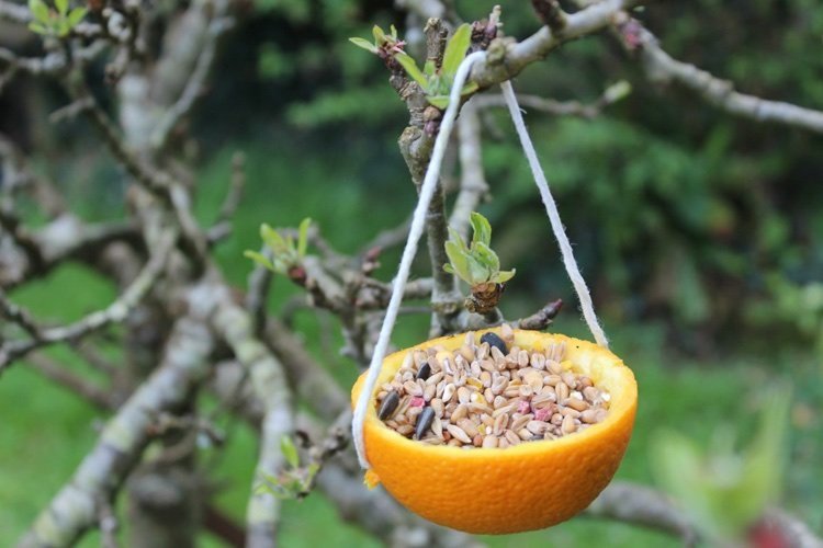 DIY bird feeder from orange peels