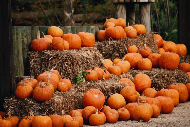 How to choose and store pumpkins