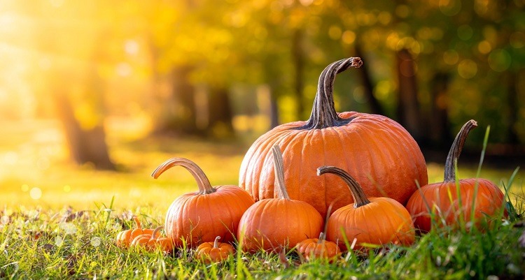 how to choose pumpkin what are the health benefits and uses
