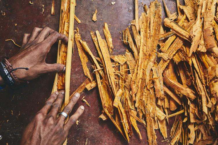production of cinnamon sticks