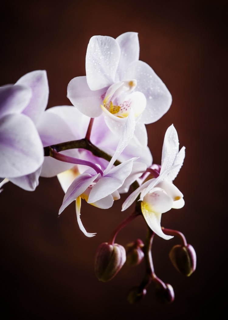 Orchids are delicate sophisticated and romantic flowers