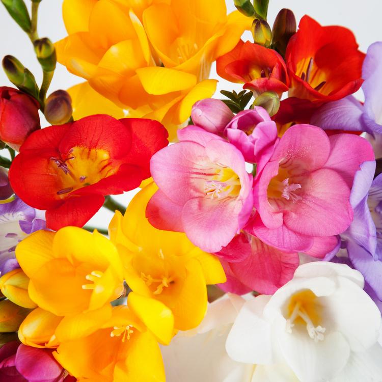 spring flowers for Valentines day freesia