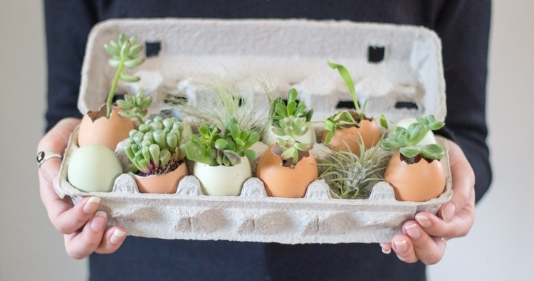 DIY Succulent Egg shell planters home decor ideas