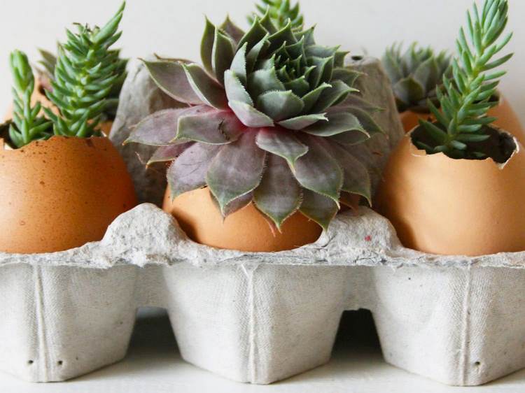 plant succulents in egg shells DIY spring decor ideas