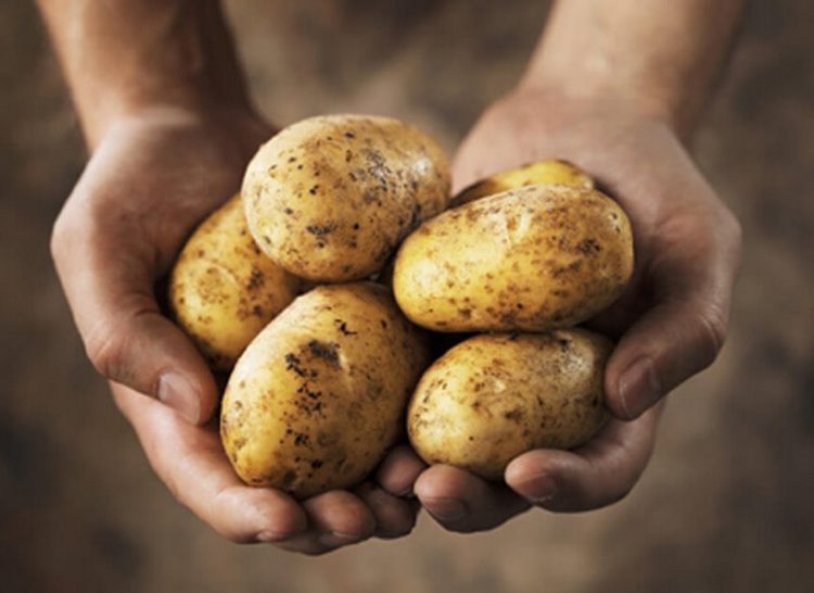 How to choose the right potato for your recipe