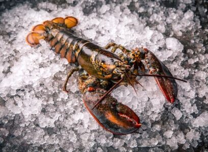 Lobster-recipes-basics-How-to-choose-lobsters
