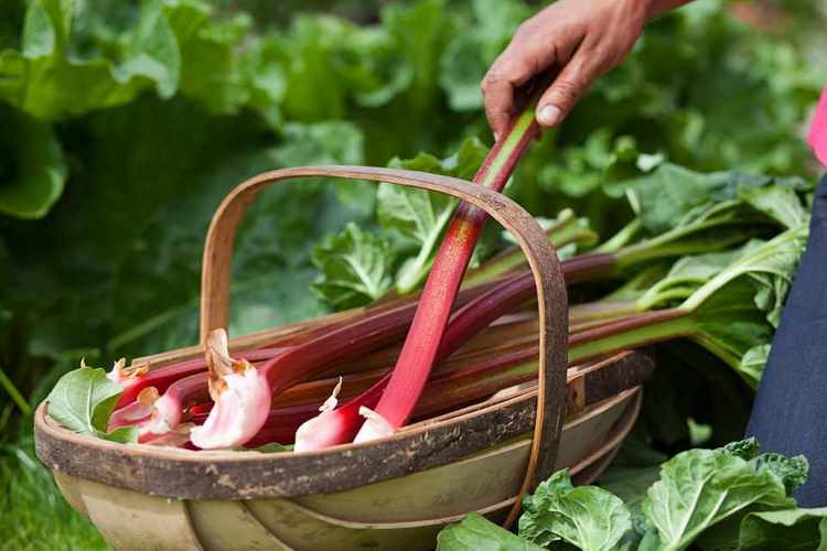 What are the benefits of rhubarb