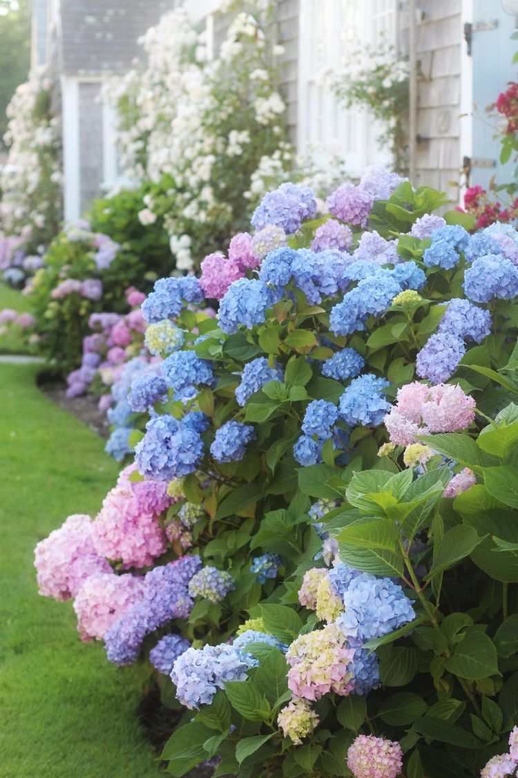 What are the best plants for Cape Cod landscaping