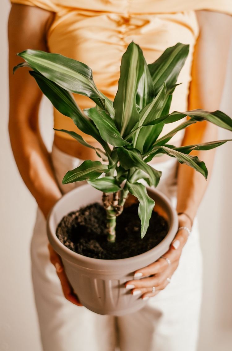 Buy air purifying house plants