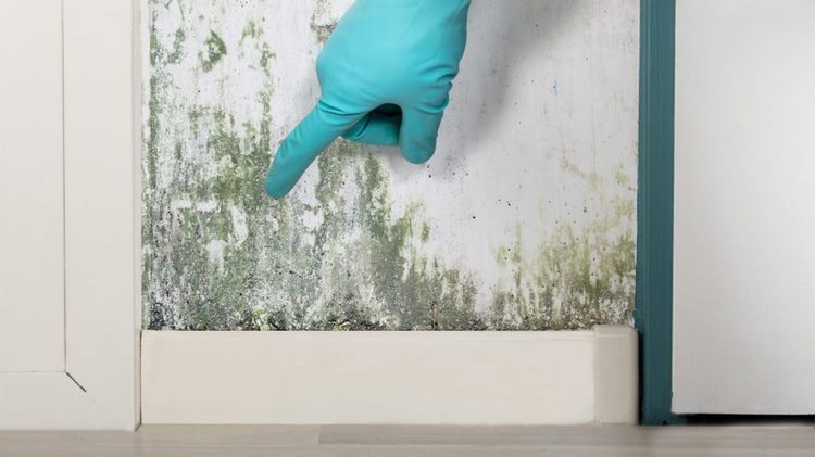 prevent mold growth at home