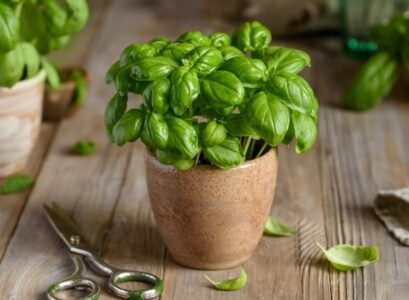 How-to-Preserve-Basil-Tips-for-Drying-Freezing-Homemade-Pesto-Recipe