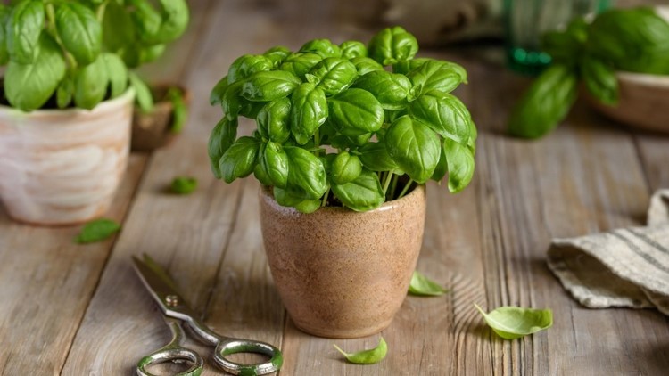 How to Preserve Basil Tips for Drying Freezing