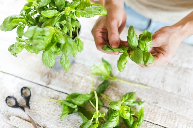 What Can You Do with Basil after You Harvest It