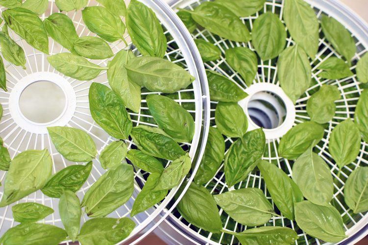 dry fresh basil leaves in a dehydrator