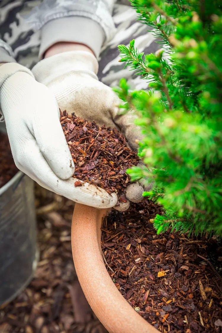 How to Winterize Your Garden Ground Cover