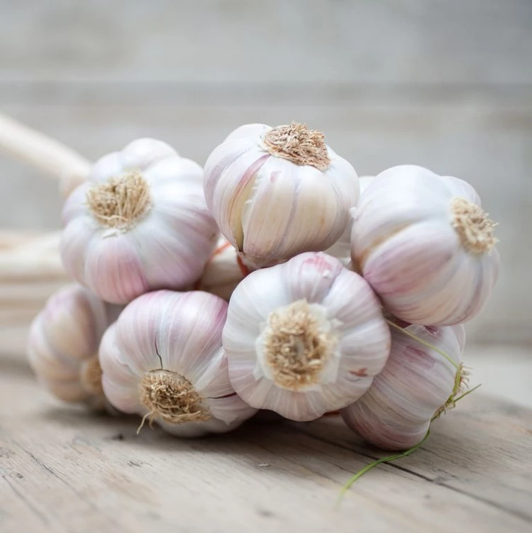 garlic home remedies for removing moles