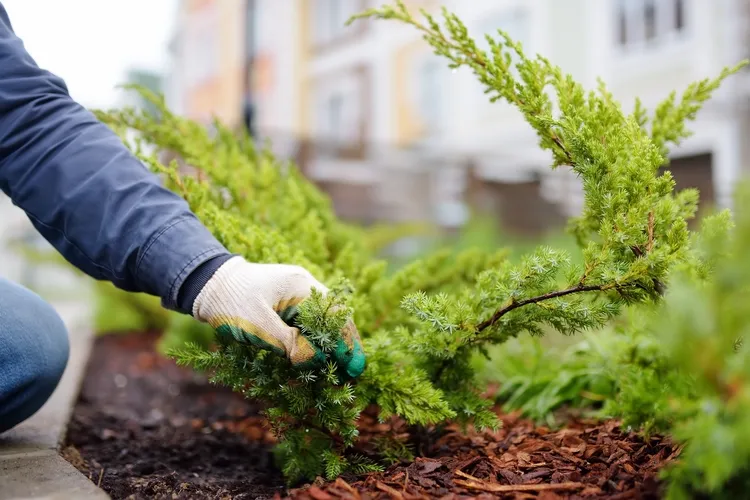 how to winterize your garden 5 tips for the cold season