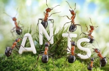 How-to-Get-Rid-of-Black-Ants-Home-Remedies-That-Really-Work