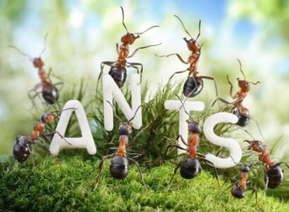 How-to-Get-Rid-of-Black-Ants-Home-Remedies-That-Really-Work